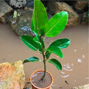 Ficus Benghalensis Banyan Tree Plant