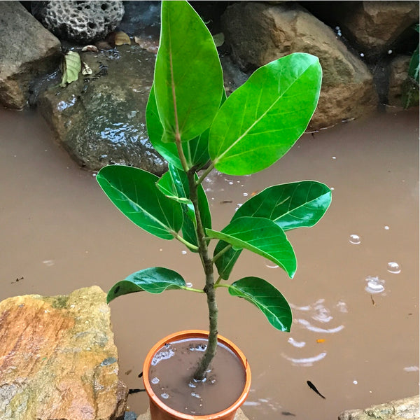 banyan rubber tree Ficus Benghalensis Banyan Tree Plant