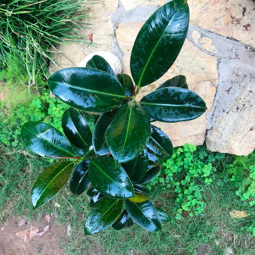 Ficus Elastica Robusta Plant - myBageecha