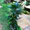 Ficus Elastica Robusta Plant