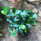 Ficus microcarpa Compacta Plant
