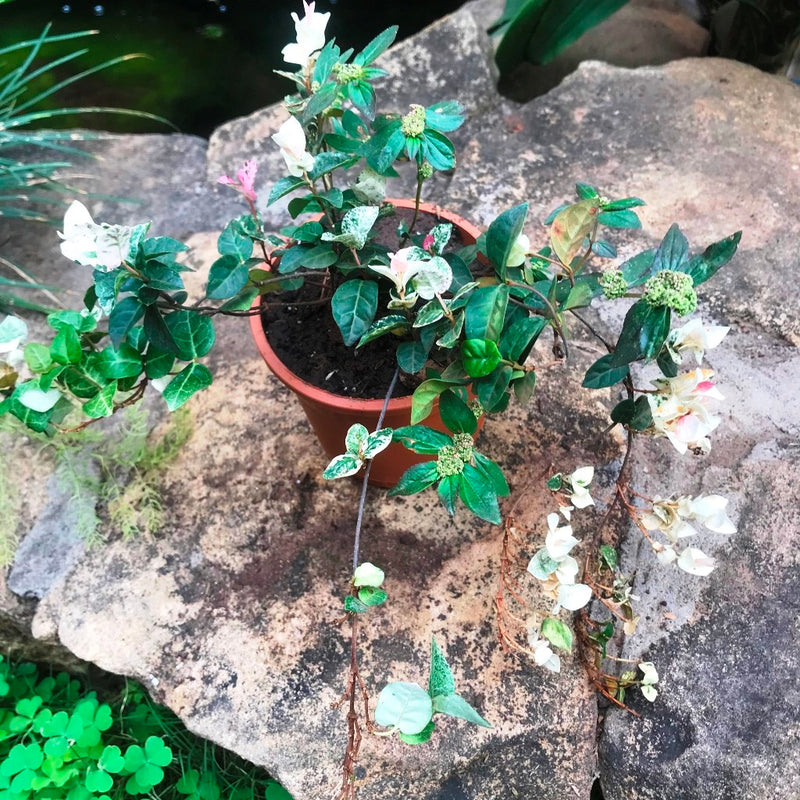 Ficus Pumila Repens Variegata Plant