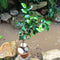 Ficus Benjamina Daniell Plant