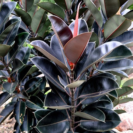 rubber tree plant burgundy Ficus Elastica Burgundy Indoor Air Purifier