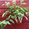 Ficus radicans Variegata Plant
