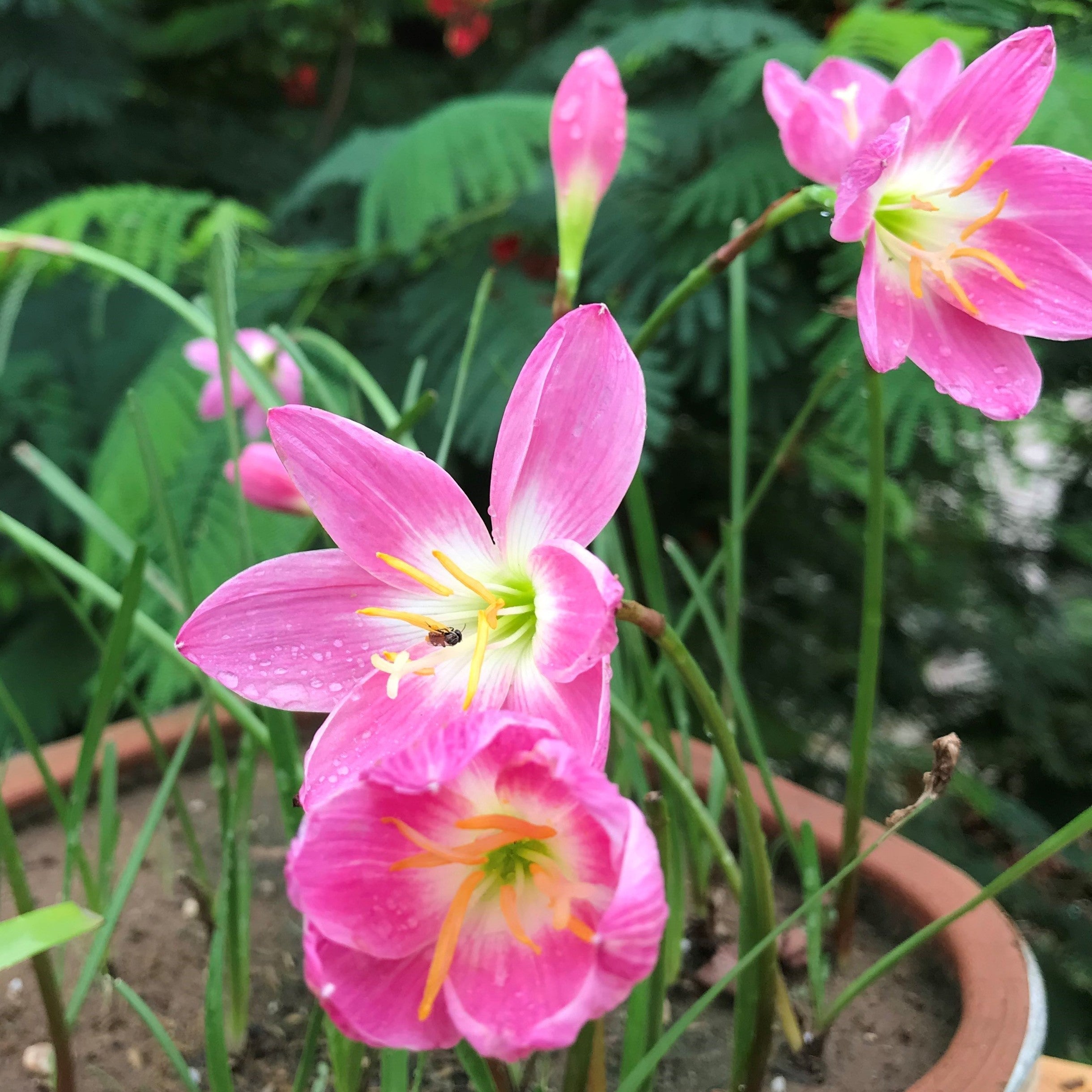 Rain Lily 'Firefly' (Bulbs) - myBageecha