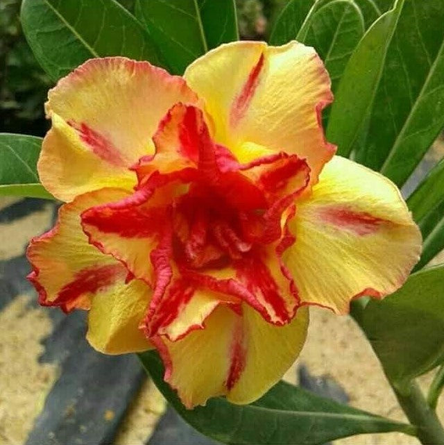 Flame Bower Adenium Plant - myBageecha