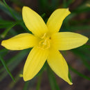 Rain Lily 'Flavisissima' (Bulbs)