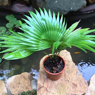 assorted palm plant Pack of 4 Assorted Palm Plants – myBageecha