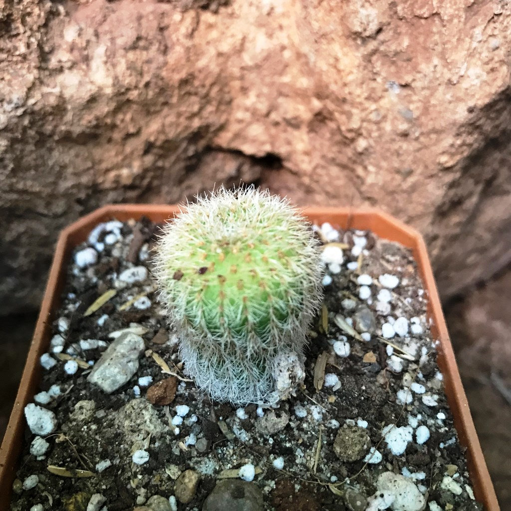 Fraelia Mammifera Cactus Plant - myBageecha