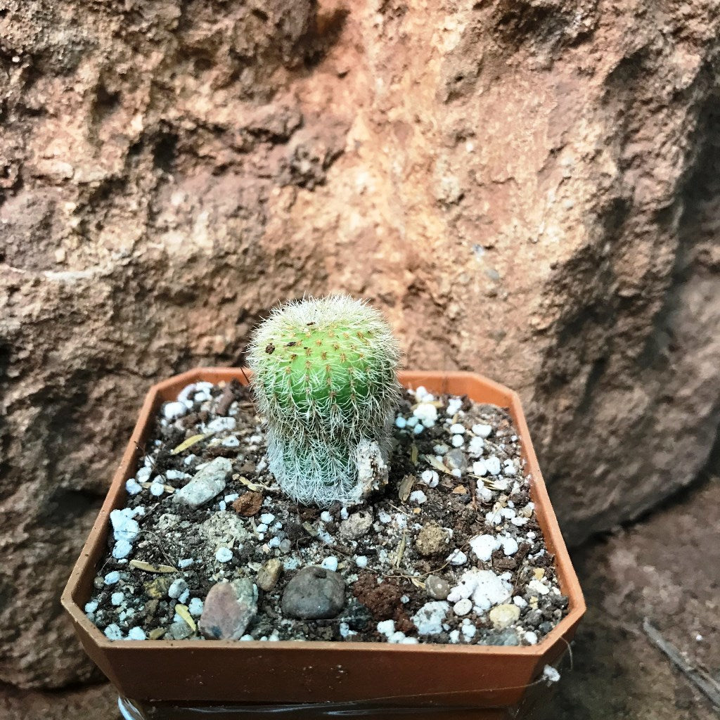 Fraelia Mammifera Cactus Plant - myBageecha