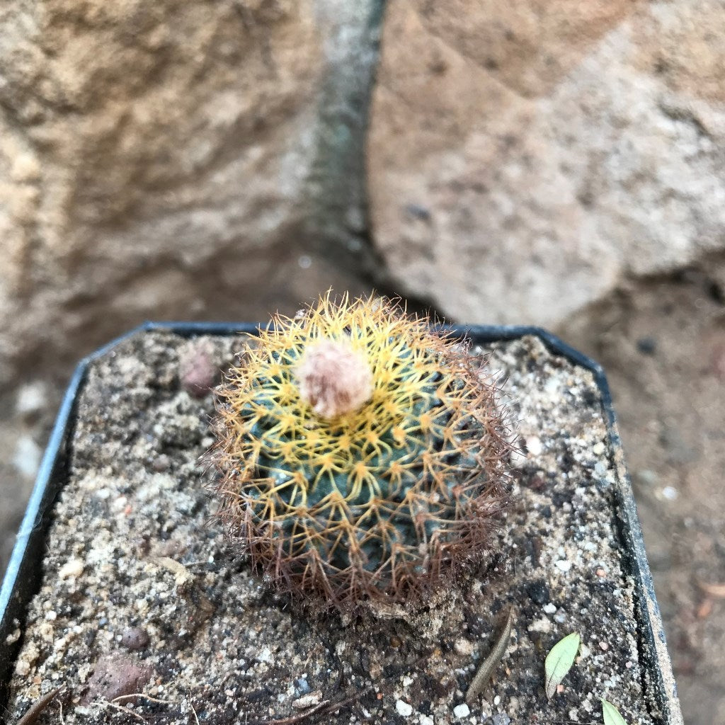 Frailea Magnifica Cactus Plant - myBageecha