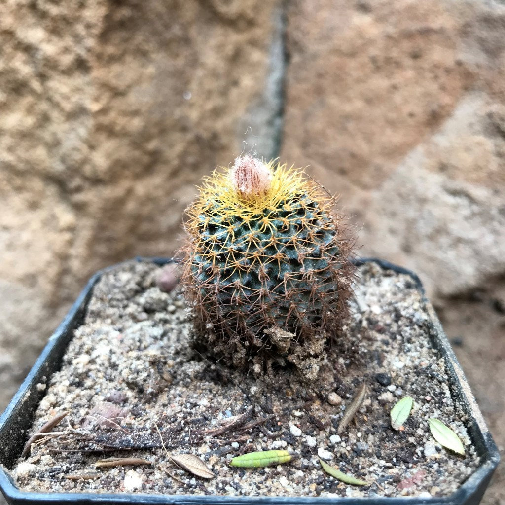 Frailea Magnifica Cactus Plant - myBageecha