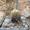 Frailea Magnifica Cactus Plant