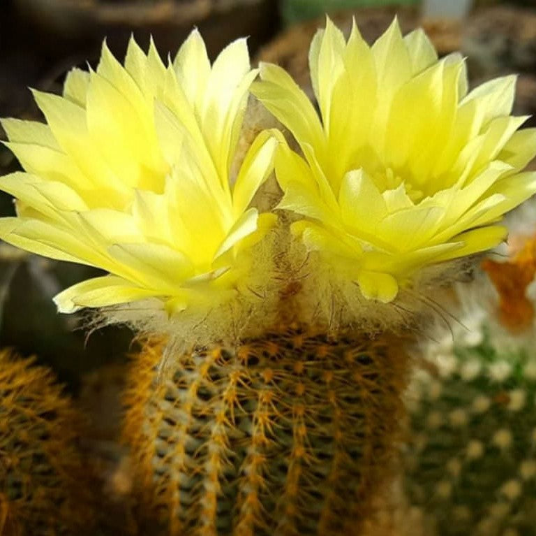 Fraelia Mammifera Cactus Plant