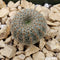 Frailea Pygmaea Cactus Plant