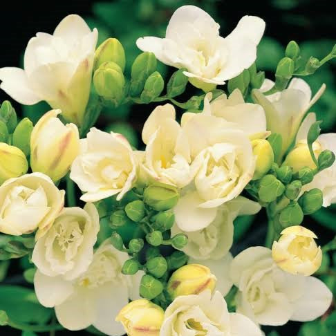 Freesia Double Yellow (Bulbs) - myBageecha