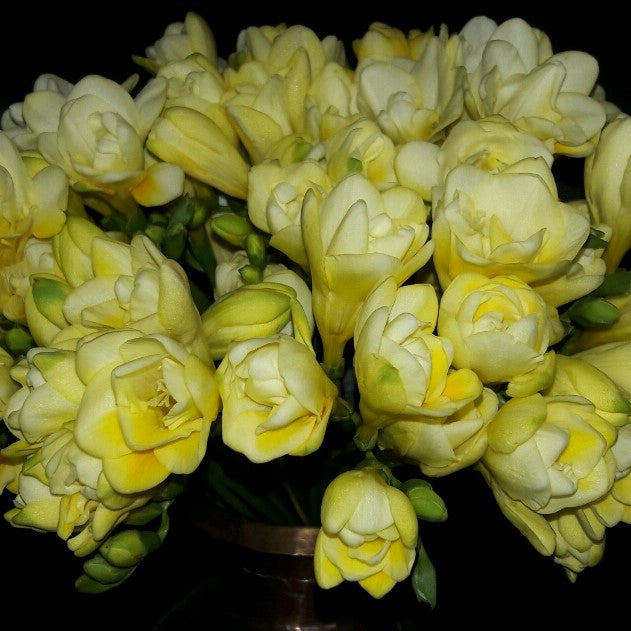 Freesia Double Yellow (Bulbs) - myBageecha