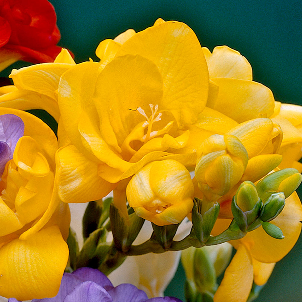 Freesia Giant Double Yellow (Bulbs) - myBageecha