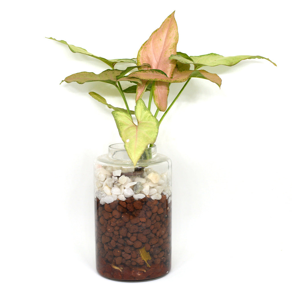 Fuchsia Mirage Water Terrarium Kit - myBageecha
