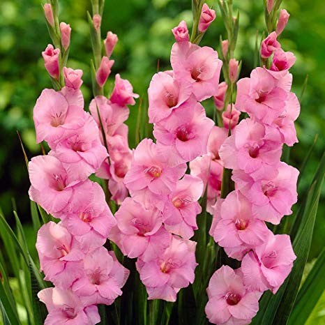 Gladiolus 'American Beauty' (Bulbs) - myBageecha