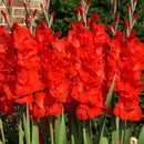 Gladiolus 'Red Majesty' (Bulbs)
