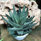 Gasteraloe Royal Highness Succulent Plant
