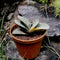 Gasteria Minima Variegated Succulent Plant