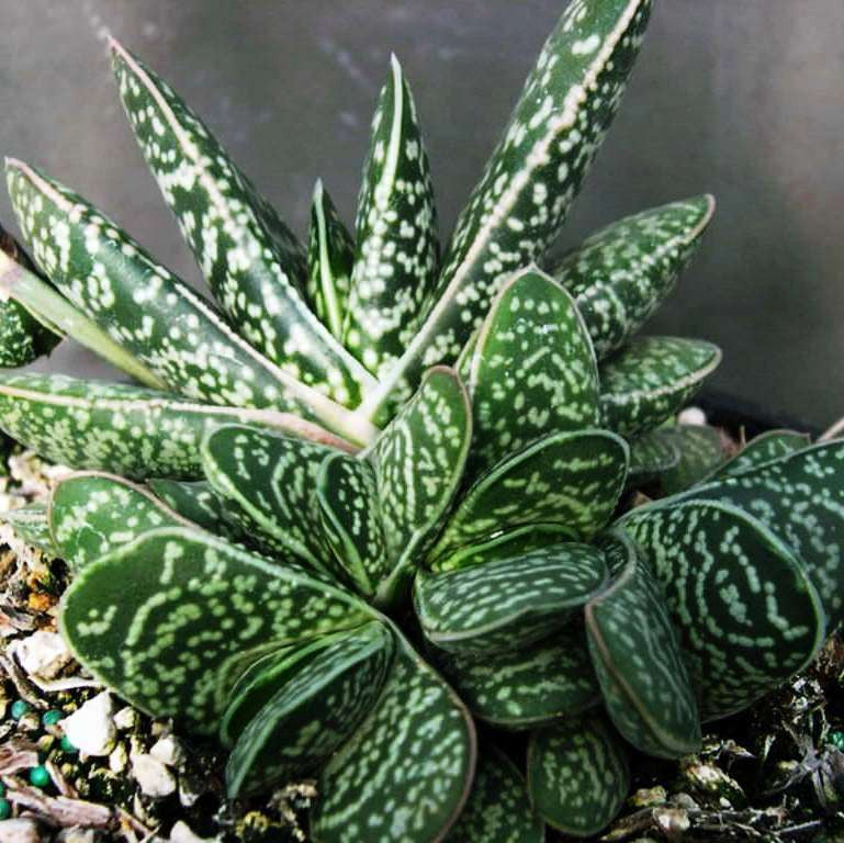 Gasteria Liliputana var. Plants myBageecha - myBageecha