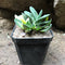 Gasteria Bicolor var. Liliputana f. Variegata Succulent Plant