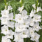 Gladiolus 'White Prosperity' (Bulbs)