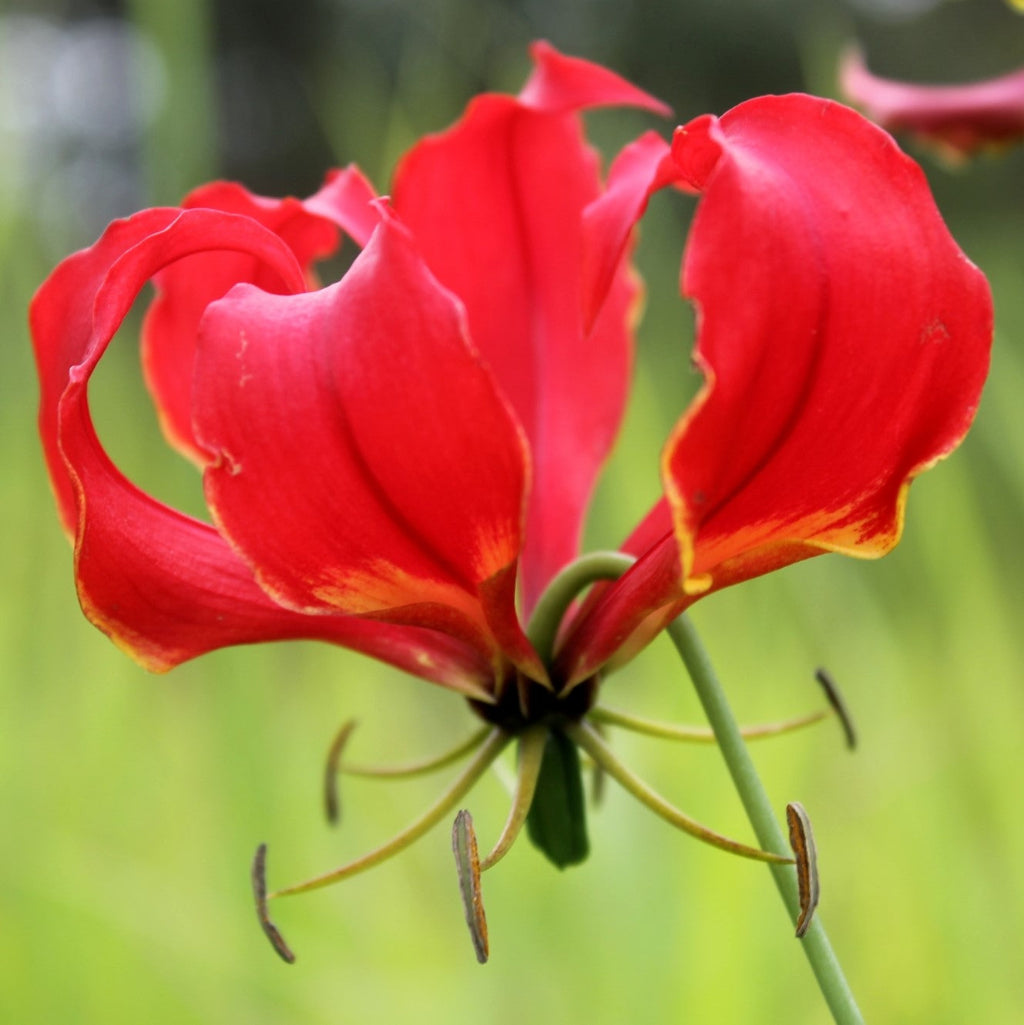 Gloriosa superba flame lily bulb – myBageecha