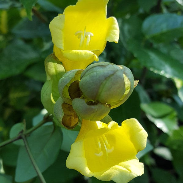 Gmelina Philippensis - Badhara - myBageecha