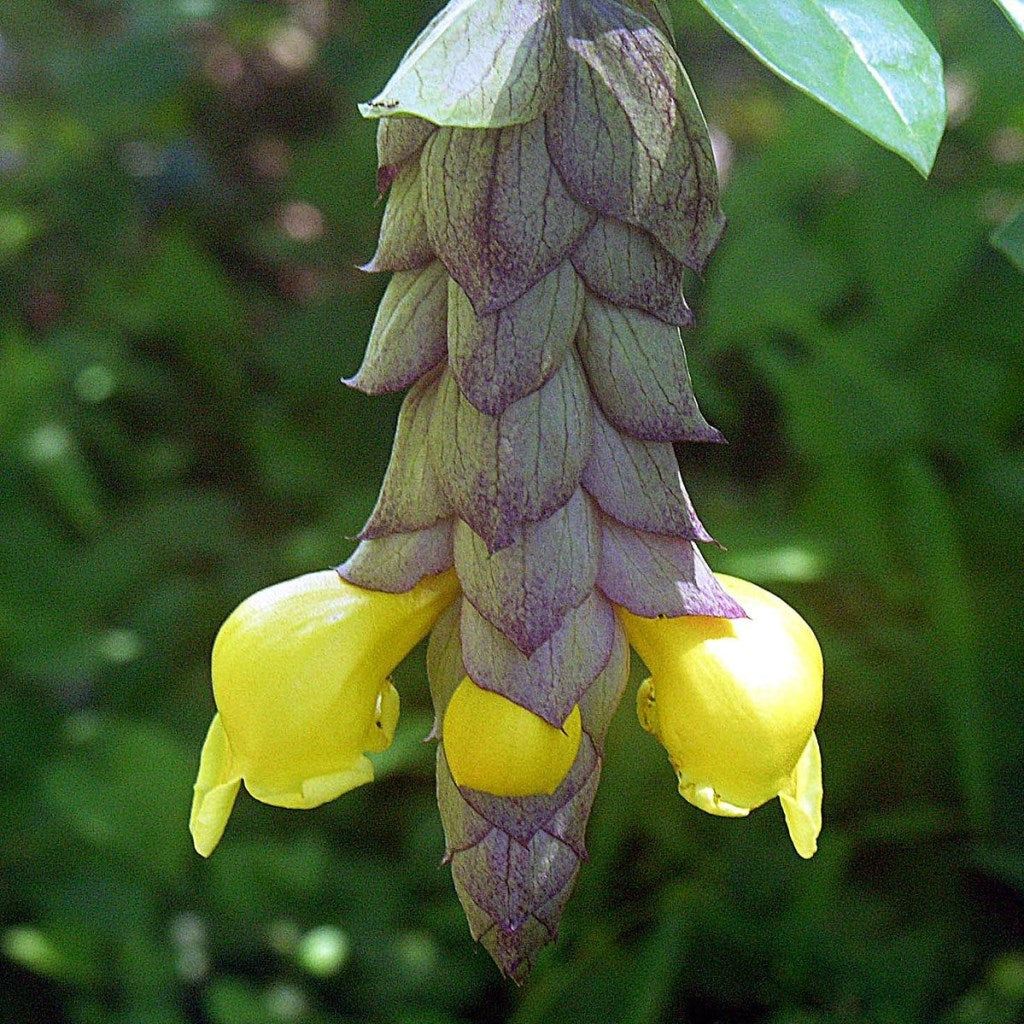 Gmelina Philippensis - Badhara - myBageecha