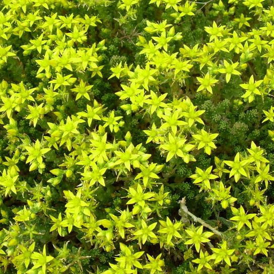 Sedum Acre Plants myBageecha - myBageecha