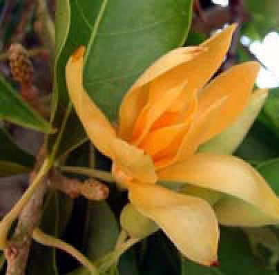 Magnolia Champaca Plant - myBageecha