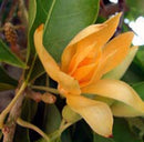Magnolia Champaca Plant