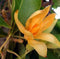 Magnolia Champaca Plant
