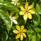 Golden Gardenia / Gardenia Carinata Plants myBageecha - myBageecha