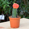 Grafted Orange Moon Cactus Plant
