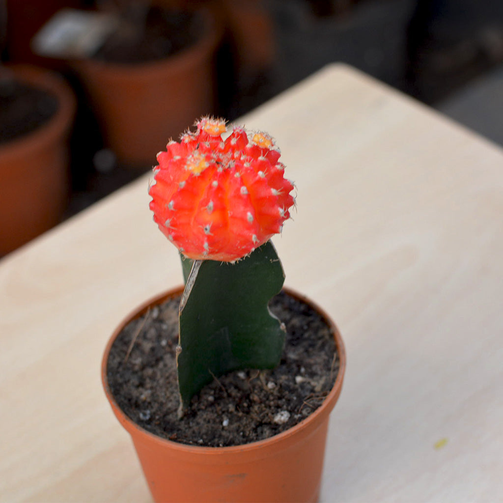 Grafted Orange Moon Cactus Plant - myBageecha