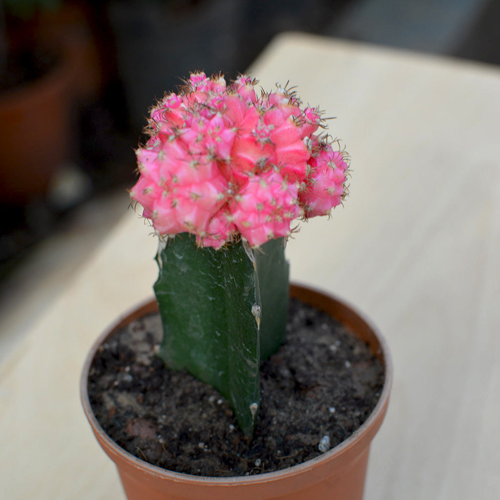 Grafted Pink Moon Cactus Plant - myBageecha