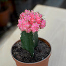 Grafted Pink Moon Cactus Plant
