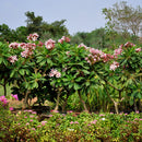 Plumeria Obtusa 'Dwarf Singapore Pink' Plants myBageecha - myBageecha