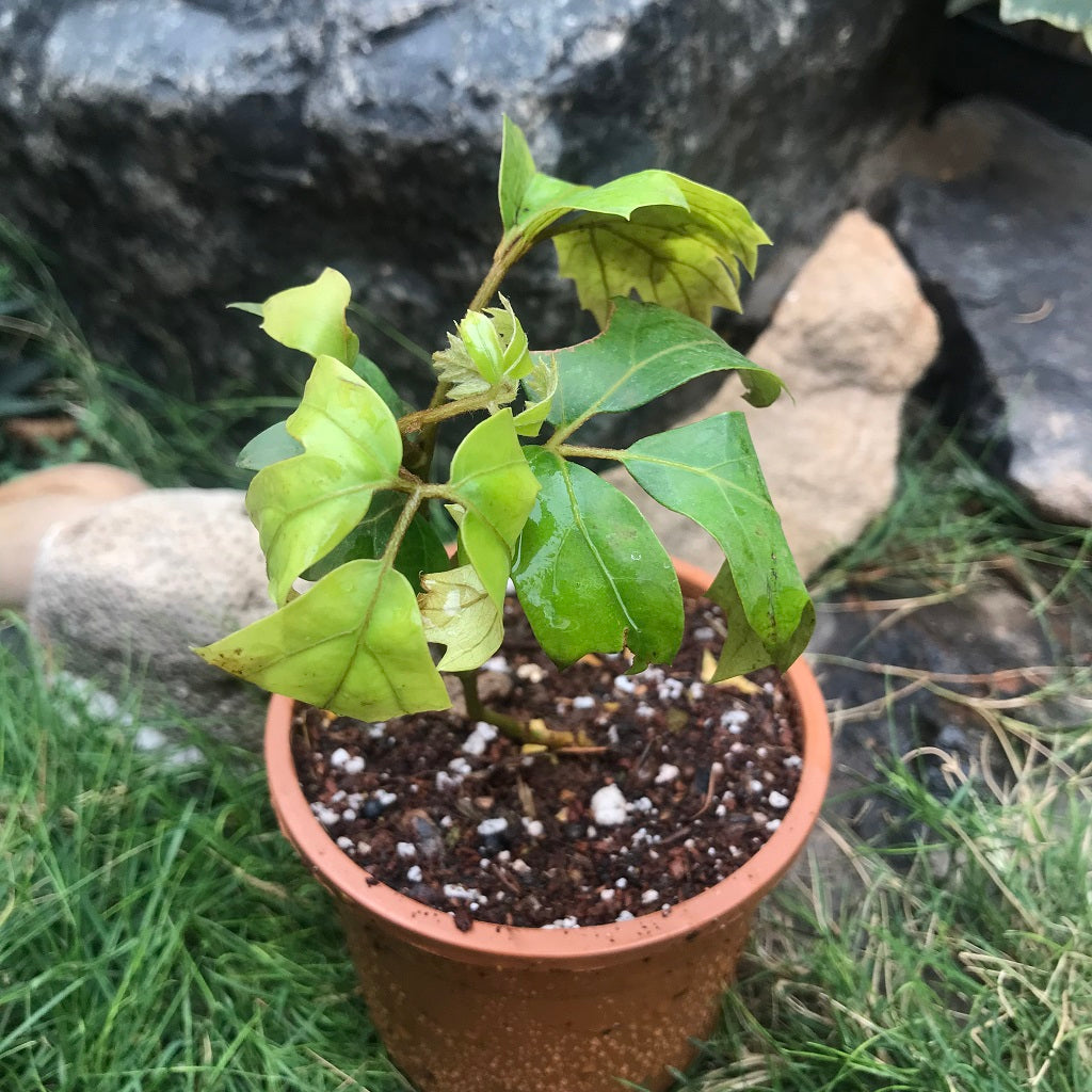 Cissus Rhombifolia Grape Ivy Plant - myBageecha