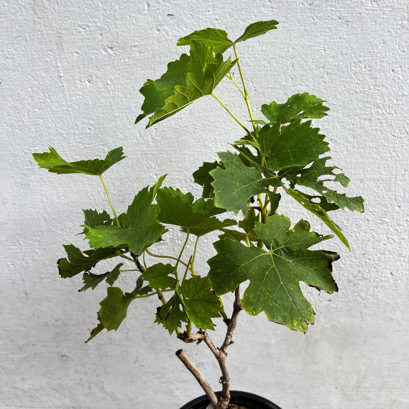Grape Vine Grafted Seedless Variety Plant