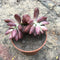 Graptopetalum Mendozae Mirinae Succulent Plant