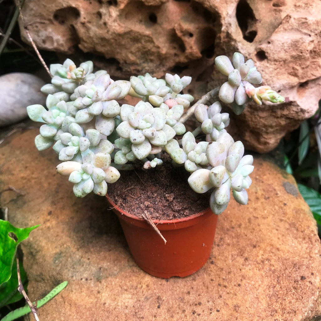 Graptopetalum mendozae Succulent Plant - myBageecha