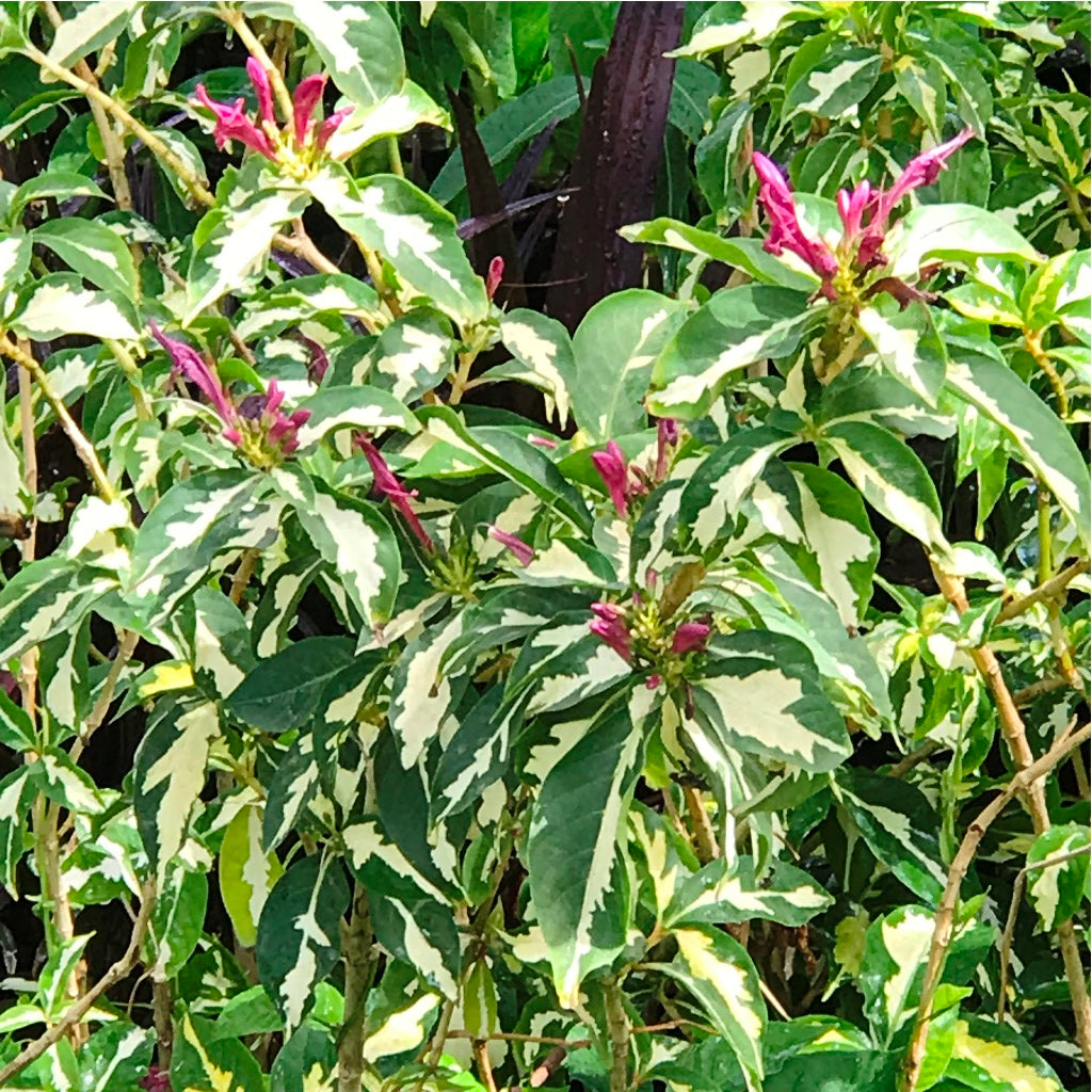 Graptophyllum Pictum Tricolor Plant - myBageecha