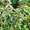 Graptophyllum Pictum Tricolor Plant